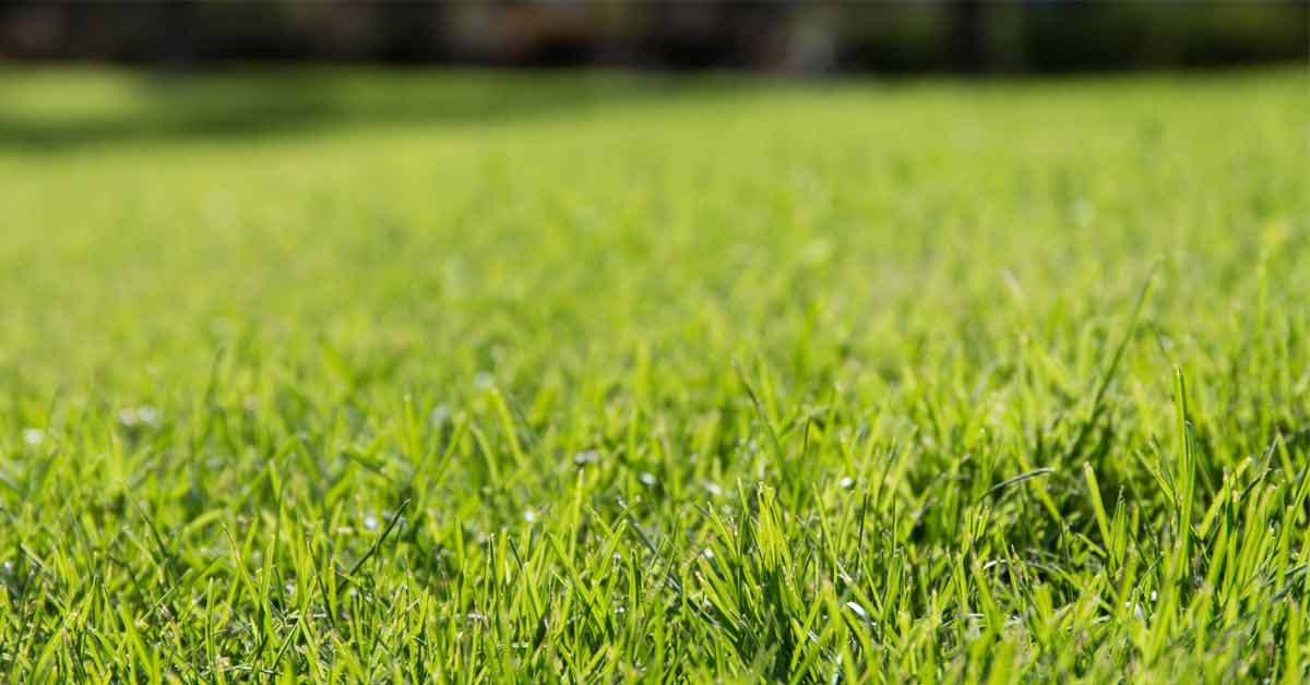Grass field